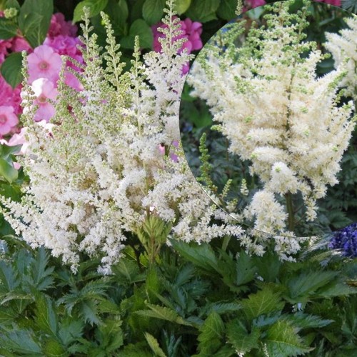 Astilbe chinensis 'Visions in White' - Hiina astilbe 'Visions in White' C1,5/1,5L